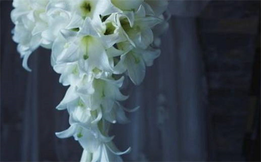 1997年属什么命解析详解生肖运势与性格特征