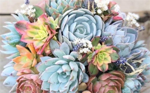 2009年属什么命年揭秘生肖与运势分析